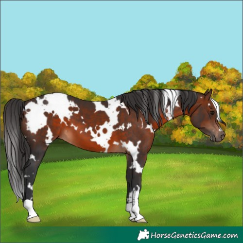 Horse Color:White Spotted Brown 