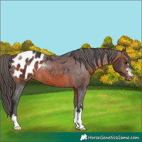 Horse Color:Brown Appaloosa