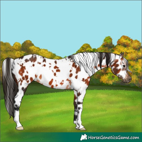 Horse Color:Gray White Spotted Bay Appaloosa 
