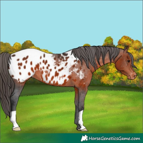 Horse Color:Brown Blanket 