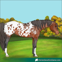 Horse Color:Brown Appaloosa 