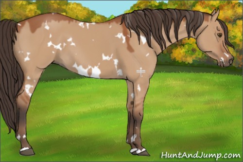Horse Color:White Spotted Bay Dun 