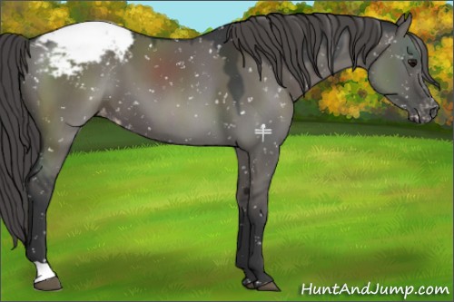Horse Color:Grullo Appaloosa 