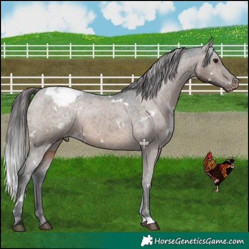 Horse Color:White Spotted Brown Dun Snowcap 