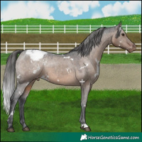 Horse Color:White Spotted Brown Dun Appaloosa 