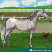 Horse Color:White Spotted Brown Dun Appaloosa 