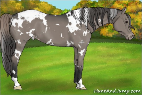 Horse Color:White Spotted Grullo Appaloosa 