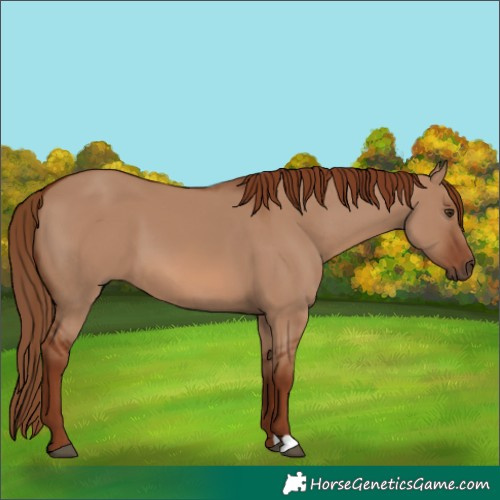 Horse Color:Red Dun