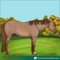 Horse Color:Red Dun 
