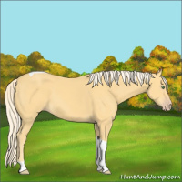Horse Color:Gold Cream Champagne Tobiano 