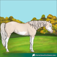 Horse Color:Silver Classic Champagne Dun Splash Frame 