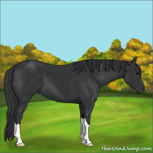 Horse Color:Black 