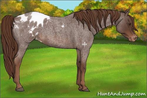 Horse Color:Liver Red Roan Appaloosa Rabicano 