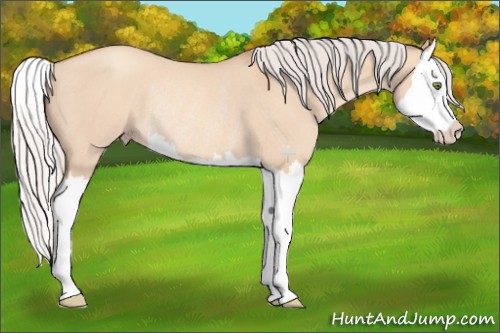 Horse Color:Silver Amber Champagne Dun Splash Rabicano 