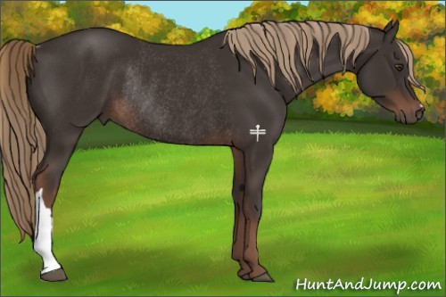 Horse Color:Liver Chestnut Rabicano 