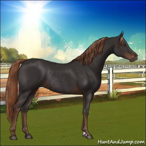 Horse Color:Liver Chestnut Rabicano 