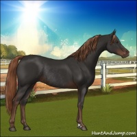 Horse Color:Liver Chestnut Rabicano 