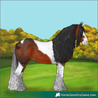 Horse Color:Bay Splash Tobiano 