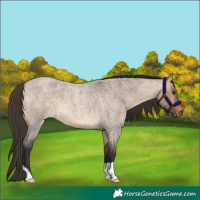 Horse Color:Buckskin Roan Dun Brindle 