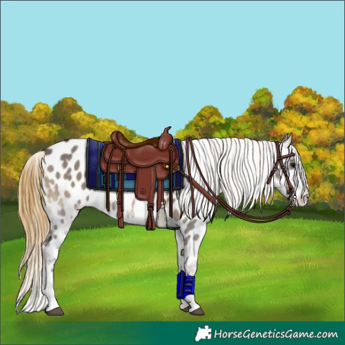 Horse Color:Smoky Grullo Onyx Appaloosa Brindle 