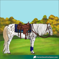 Horse Color:Smoky Grullo Onyx Appaloosa Brindle 