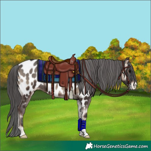 Horse Color:Blue Onyx Near Leopard Brindle