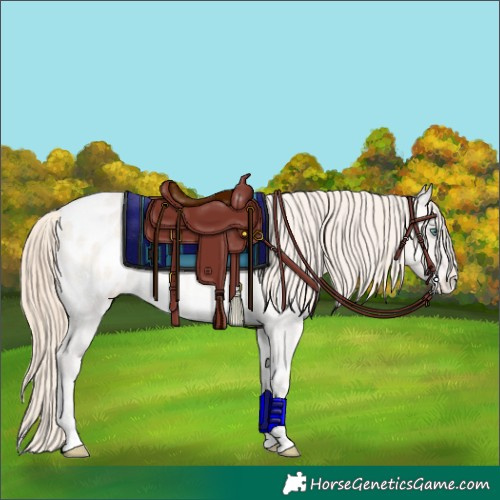 Horse Color:Smoky Creme Roan Onyx Appaloosa Brindle 