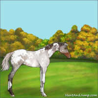 Horse Color:White Spotted Silver Brown Appaloosa 