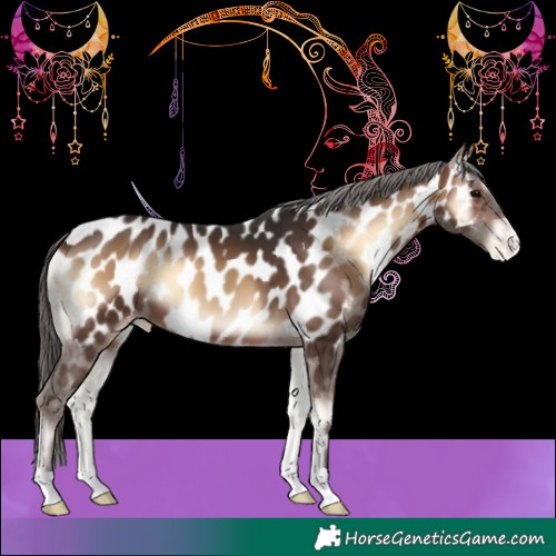 Horse Color:Brown Onyx Near Leopard