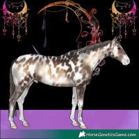 Horse Color:Brown Onyx Near Leopard 