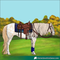 Horse Color:Buckskin Roan Pearl Near Leopard
