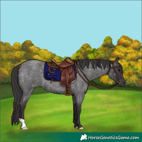 Horse Color:Smoky Blue Roan