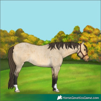 Horse Color:Buckskin Roan Dun Brindle