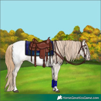 Horse Color:Grullo Pearl Appaloosa Brindle 
