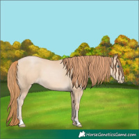 Horse Color:Buckskin Pearl 