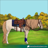 Horse Color:Buckskin Pearl 