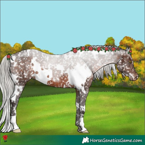 Horse Color:White Spotted Silver Brown Appaloosa 