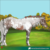 Horse Color:White Spotted Silver Brown Appaloosa