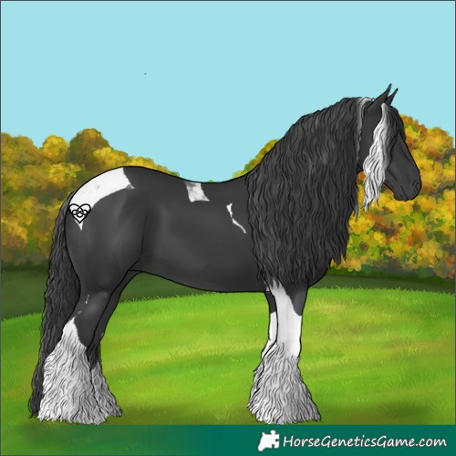 Horse Color:Black Tobiano 