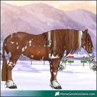Horse Color:White Spotted Chestnut 