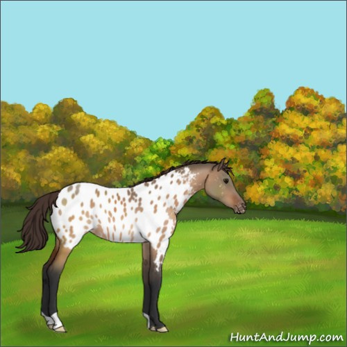 Horse Color:Bay Dun Appaloosa 
