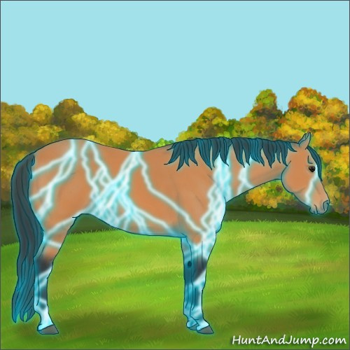 Horse Color:Thunderstruck Bay