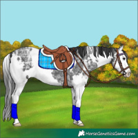 Horse Color:White Spotted Black Ice Splash 