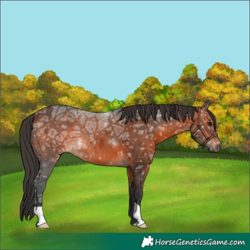 Horse Color:Brown Ice 