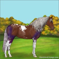 Horse Color:Silver Bay Tobiano