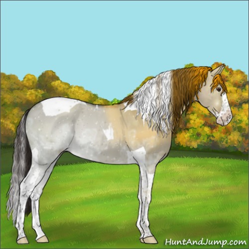 Horse Color:Liver Red Dun Ice Splash Tobiano