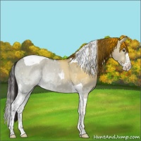 Horse Color:Liver Red Dun Ice Splash Tobiano 