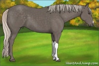 Horse Color:Silver Black 