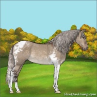 Horse Color:Silver Brown Dun Tobiano 