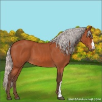 Horse Color:Silver Brown Roan 